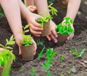 Tìm hiểu về những yếu tố tác động đến các loại đất trồng cây cảnh